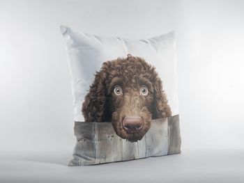 P-8779-irish water spaniel